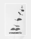 EFFERVESCENT - Moist ON
